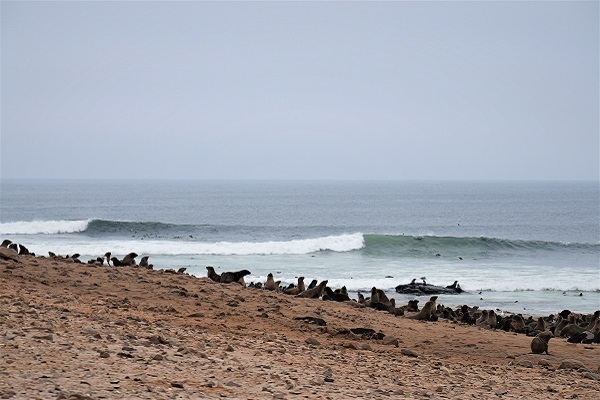 Salty Jackal Surf Camp